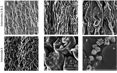 Epicuticular wax accumulation and regulation of wax pathway gene expression during bioenergy Sorghum stem development